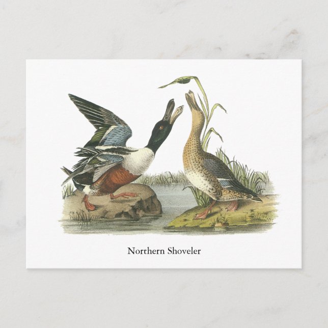 Cartão Postal Norte Shoveler, John Audubon (Frente)