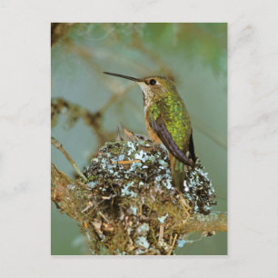 Cartão Postal North America, USA, Alaska. Rufous Humming bird
