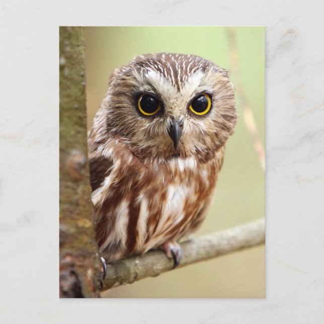 Cartão Postal Northern Whet Owl (Aegolius acadicus) (Frente)