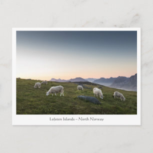 Cartão Postal Noruega Lofoten Sheep
