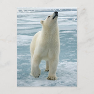 Cartão Postal Noruega, Svalbard Archipelago, Spitsbergen 8