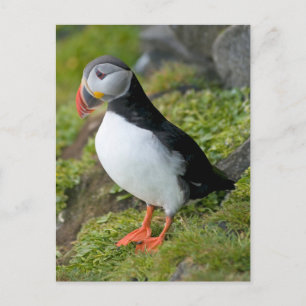 Cartão Postal Noruega, Svalbard Archipelago, Spitsbergen 9