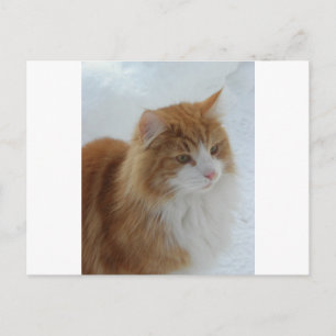 Cartão Postal Norwegian_Forest_Cat