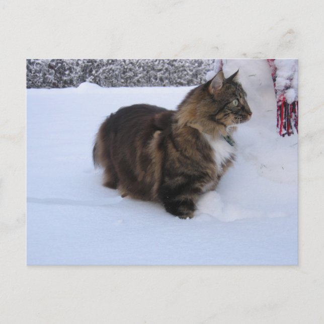 Cartão Postal norwegian forest cat in snow (Frente)