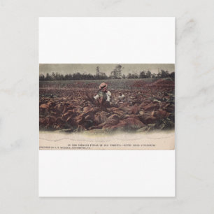 Cartão Postal Nos Campos Cigarro Da Virgínia Antiga