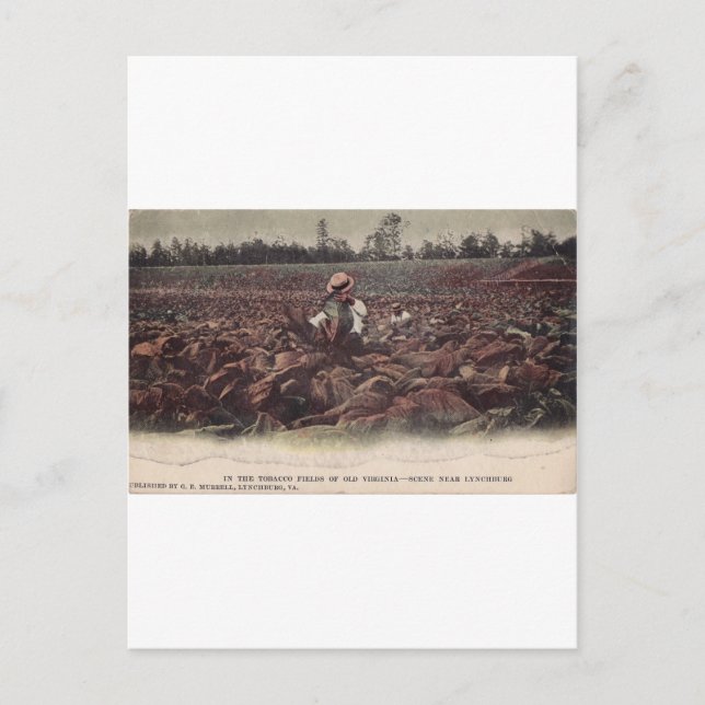 Cartão Postal Nos Campos Cigarro Da Virgínia Antiga (Frente)