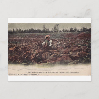 Cartão Postal Nos Campos Cigarro Da Virgínia Antiga