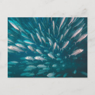 Cartão Postal Nos Jacks