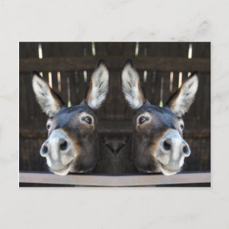 Cartão Postal Nosey donkey espelhado