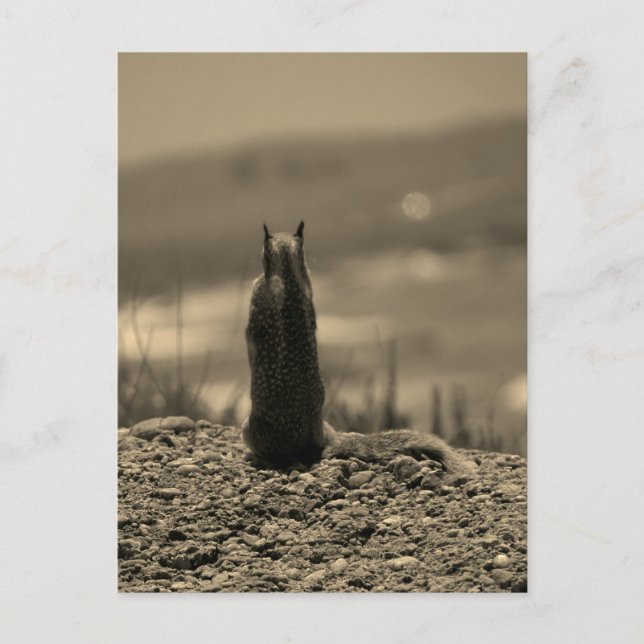 Cartão Postal Nosferatu Squirrel (Frente)