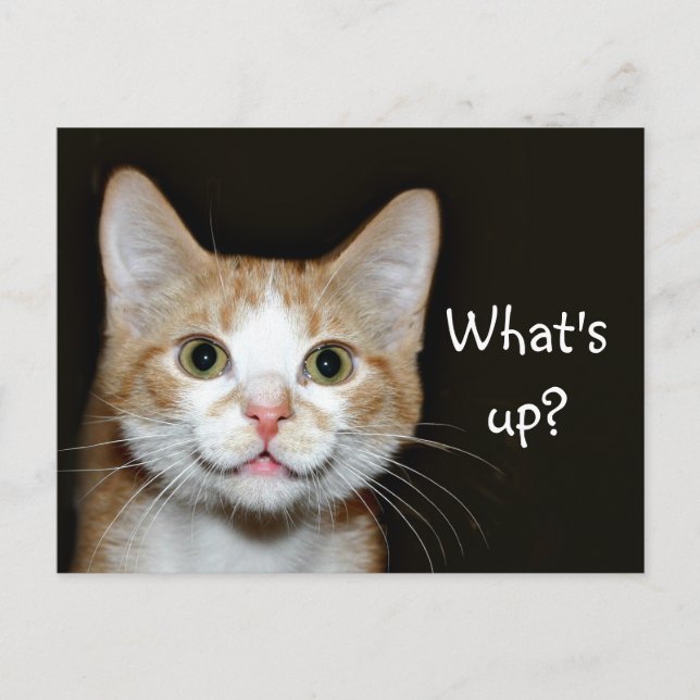 Cartão Postal Nosy cat (Frente)