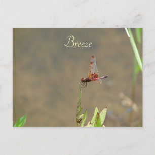 Cartão Postal Nota Botânica Personalizada Vintage Red Dragonfly
