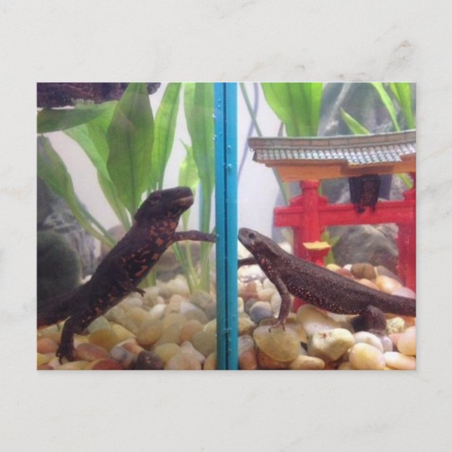 Cartão Postal Notícias a Chegar (Frente)