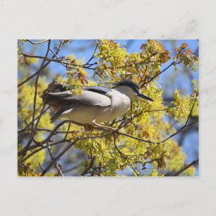 Cartão postal Noturno Heron preto coroado