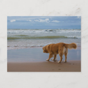 Cartão Postal Nova Escócia Duck Tolice Retriever Ocean Cautious