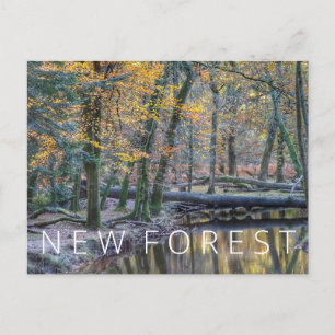 Cartão Postal Nova Floresta