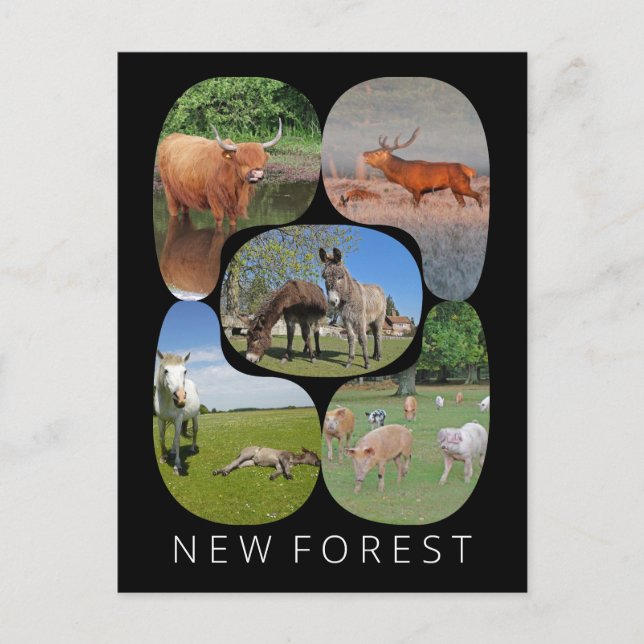 Cartão Postal Nova Floresta (Frente)