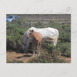 Cartão Postal Nova Floresta Mare e Foal