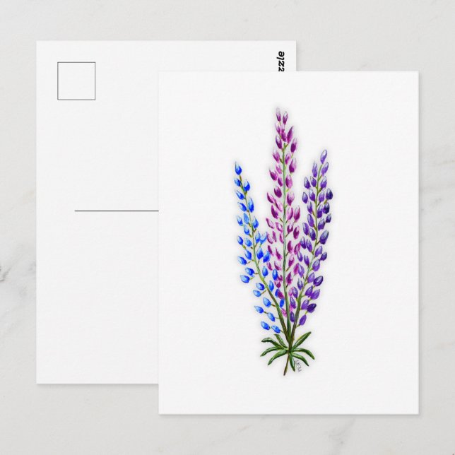 Cartão Postal Nova Sotia Lupines (Frente/Verso)