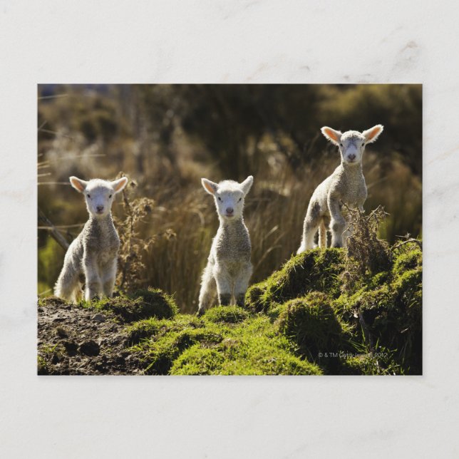 Cartão Postal Nova Zelândia, Ilha do Sul, Fiordland Nacional (Frente)