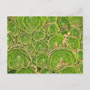 Cartão Postal Nova Zelândia, Ilha do Sul. Suculenta.