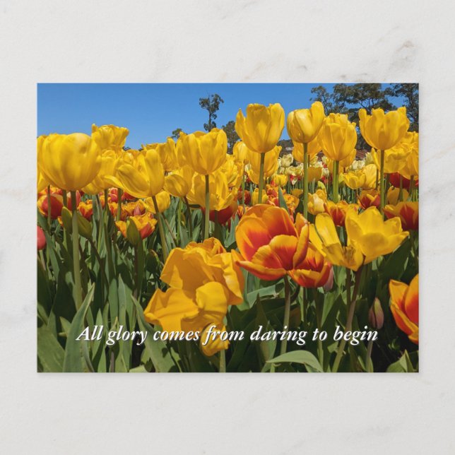 Cartão Postal Novas Começos Tulipas Amarelas de Primavera Flores (Frente)
