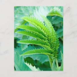 Cartão Postal Novas Folhas Verdes