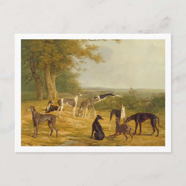 Cartão Postal Nove galgos em uma paisagem (óleo em canvas) (Frente)