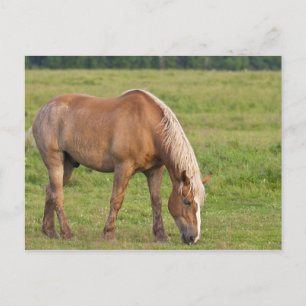 Cartão Postal Novo Brunswick, Canadá. Cavalo no campo.