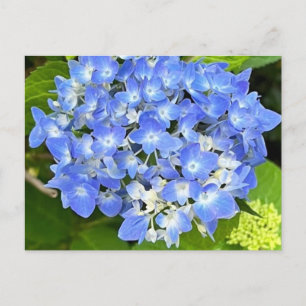 Cartão Postal Novo Cartão-postal Bloom Hydrangea
