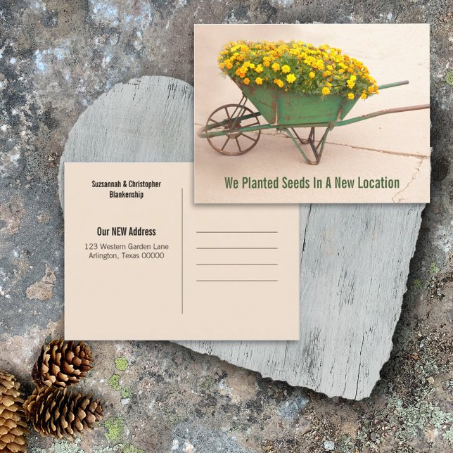 Cartão Postal Novo Endereço Marigolds Na Vintage Wheelbarrow (Criador carregado)