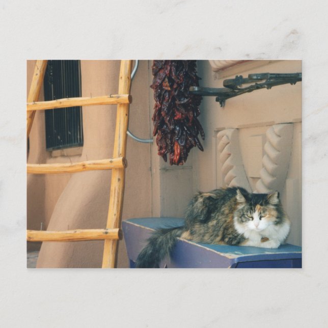 Cartão Postal Novo México Cat (Frente)