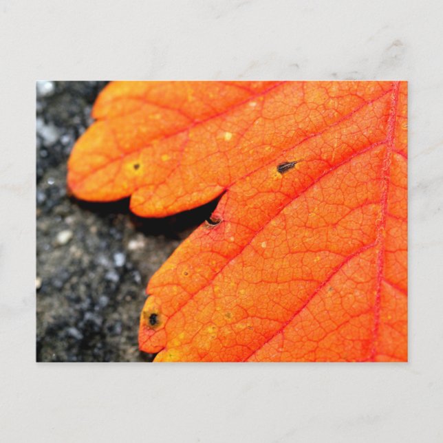 Cartão Postal Novo outono de Inglaterra (Frente)