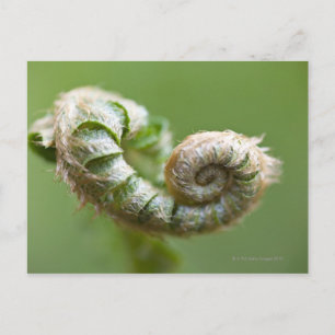 Cartão Postal Novo Ramo de Samambaia