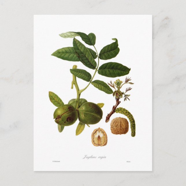 Cartão Postal Noz (Frente)