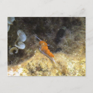 Cartão Postal Nudibrânquio