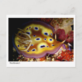 Cartão Postal Nudibrânquio