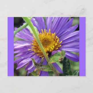 Cartão Postal Número 1 do Aster Sem Título