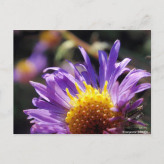Cartão Postal Número de Aster Sem Título 10
