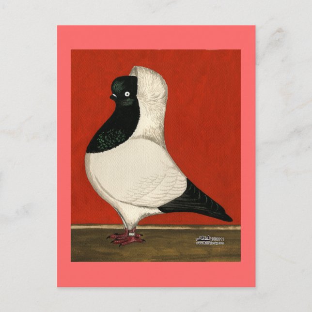 Cartão Postal Nun Pigeon Negro (Frente)