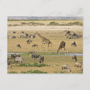 Cartão Postal Ñus, Zebras e Girafas