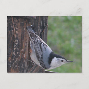Cartão Postal Nuthatch