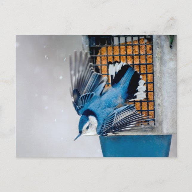 Cartão Postal Nuthatch Branca em Neve - Foto original (Frente)