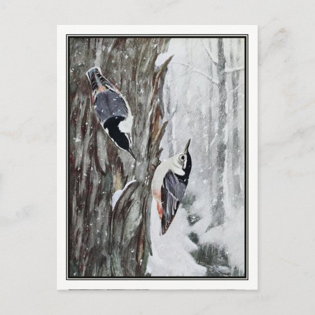 Cartão Postal Nuthatch de mamas brancas - Robert Bruce Horsfall (Frente)