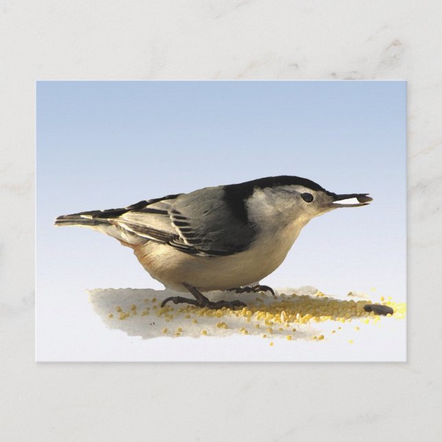 Cartão Postal Nuthatch de peito branco (Frente)