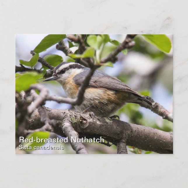 Cartão Postal Nuthatch de peito vermelho (Frente)