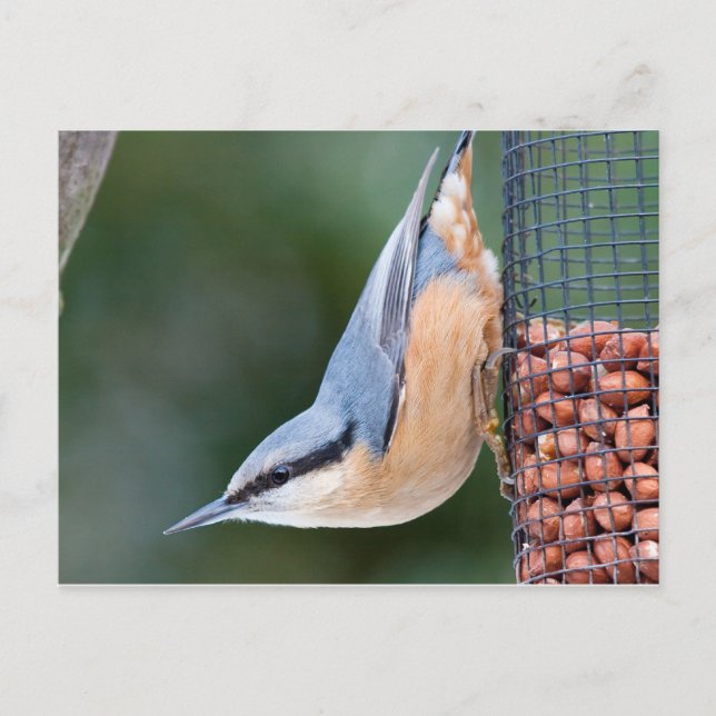 Cartão Postal Nuthatch no alimentador (Frente)
