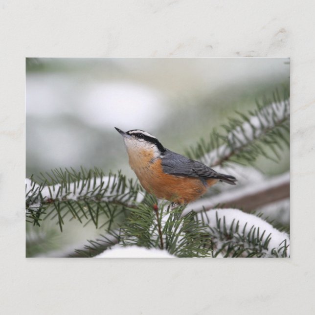 Cartão Postal Nuthatch no Snowy Branch no inverno (Frente)