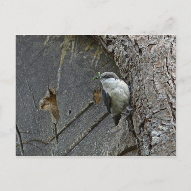 Cartão Postal Nuthatch pigmeu (Frente)