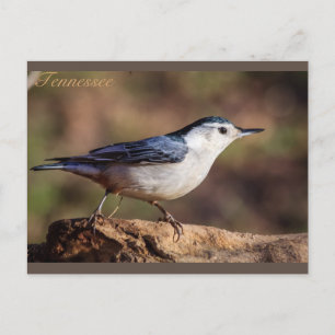 Cartão Postal Nuthatch Tennessee branco